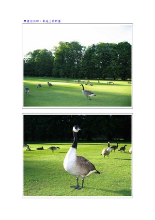 ▼康河河畔，草地上的野雁
 