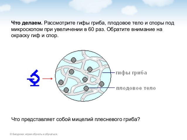 Грибная клетка под микроскопом