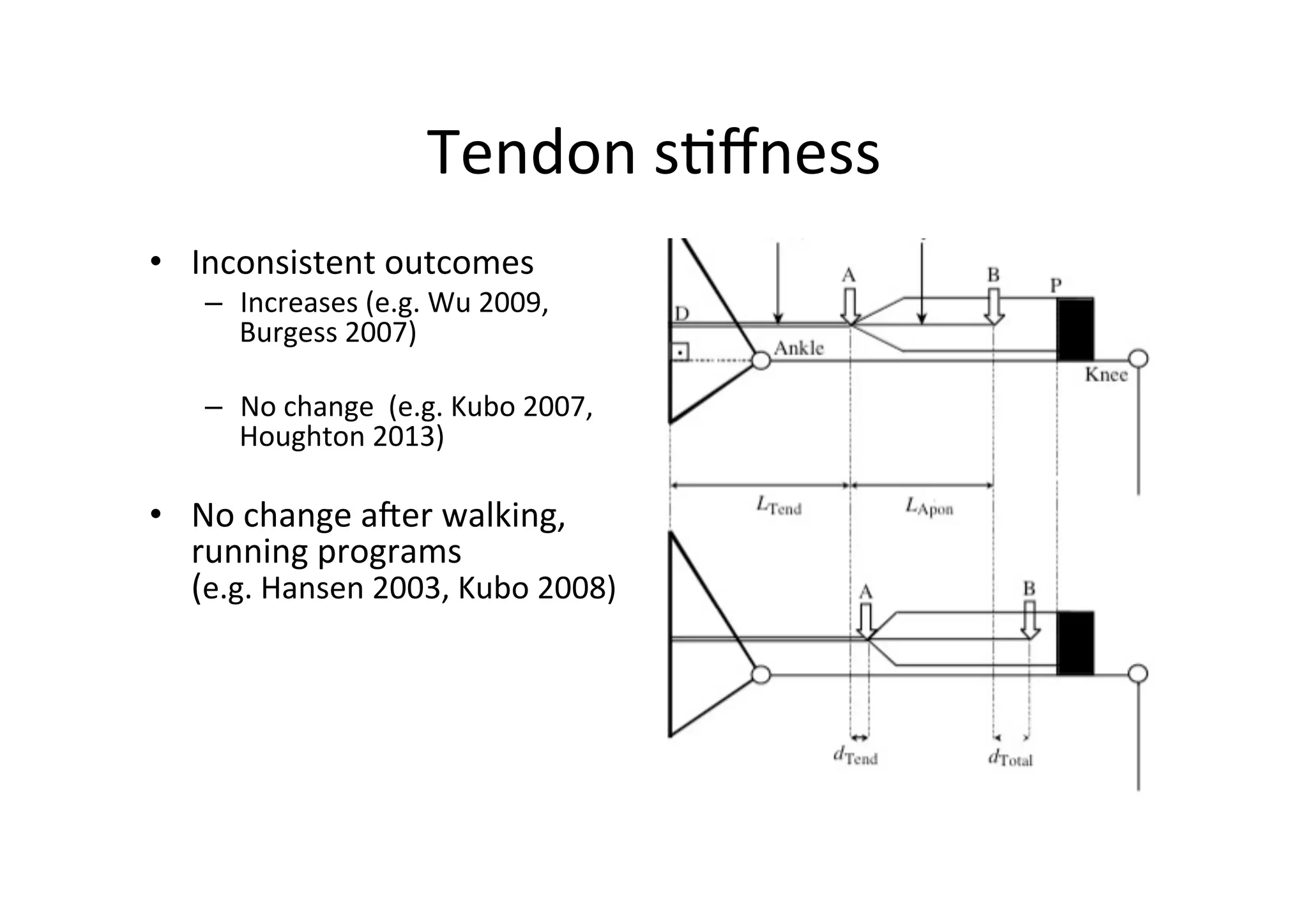 Tendon	
  s;ﬀness	
  
•  Inconsistent	
  outcomes	
  

–  Increases	
  (e.g.	
  Wu	
  2009,	
  
Burgess	
  2007)	
  
–  No	
  change	
  	
  (e.g.	
  Kubo	
  2007,	
  
Houghton	
  2013)	
  

•  No	
  change	
  aier	
  walking,	
  
running	
  programs	
  	
  	
  	
  	
  	
  	
  	
  	
  	
  	
  	
  	
  
(e.g.	
  Hansen	
  2003,	
  Kubo	
  2008)	
  
	
  
	
  	
  

 