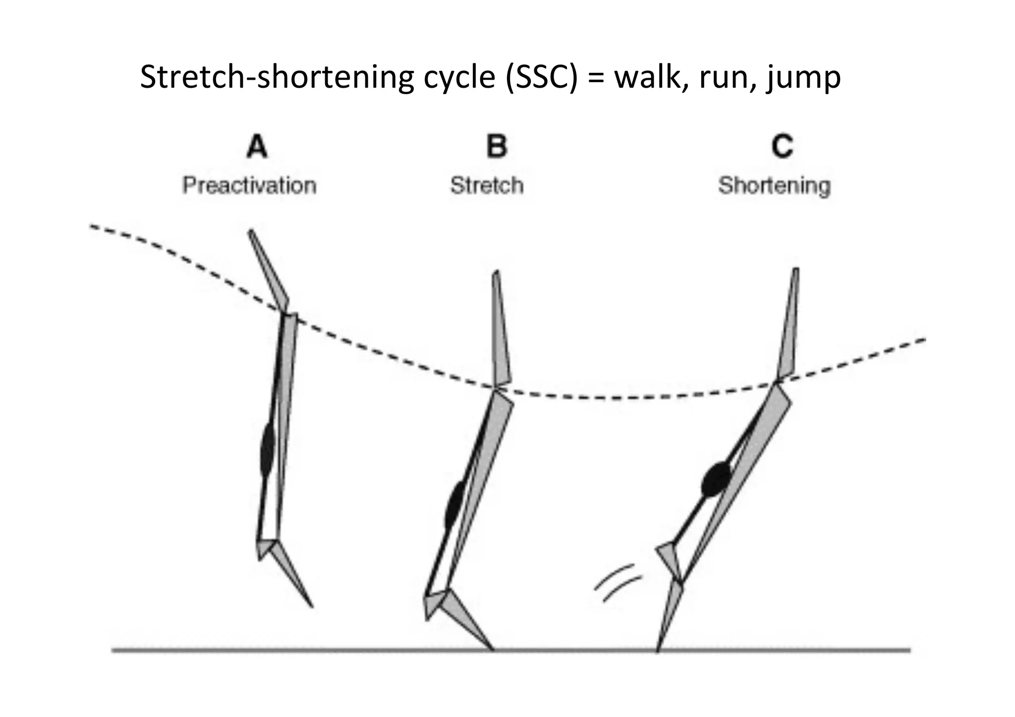 Stretch-­‐shortening	
  cycle	
  (SSC)	
  =	
  walk,	
  run,	
  jump	
  

	
  

 