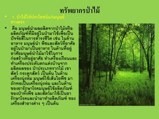 ทรัพยากรป่ าไม้

• 1. ป่ าไม้ ให้ ประโยชน์ แก่ มนุษย์
ทางตรง
• คือ มนุษย์ นําผลผลิตจากป่ าไม้ หรื อ
ผลิตภัณฑ์ ท่ มีอยู่ในป่ ามาใช้ เพื่อเป็ น
ี
ปั จจัยสี่ในการดํารงชีวต เช่ น ในด้ าน
ิ
อาหาร มนุษย์ นํา พืชและสัตว์ ท่ อาศัย
ี
อยู่ในป่ ามาเป็ นอาหาร ในด้ านที่อยู่
อาศัยมนุษย์ นําไม้ มาใช้ ในการ
ก่ อสร้ างที่อยู่อาศัย ทําเครื่ องเรือนและ
ทําเครื่ องประดับตกแต่ งบ้ านจาก
ผลิตผลของ ป่ าประเภทรากไม้ เขา
สัตว์ กระดูกสัตว์ เป็ นต้ น ในด้ าน
เครื่ องนุ่งห่ ม มนุษย์ ใช้ เส้ นใยพืช มา
ถักทอเป็ นเครื่ องนุ่งห่ ม และในด้ าน
ของยารั กษาโรคมนุษย์ ใช้ ผลิตภัณฑ์
ของป่ าทังพืช และสัตว์ มาใช้ เป็ นยา
้
รั กษาโรคและนํามาทําผลิตภัณฑ์ ของ
เครื่ องสําอางต่ าง ๆ เป็ นต้ น

 