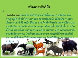 •

ทรัพยากรสั ตว์ ป่า
สัตว์ ป่าสงวน หมายถึง สัตว์ ป่าหายากมีทงหมด 15 ชนิดคือ แรด
ั้
กระซู่ กูปรี หรือโคไพร ควายป่ า ละองหรื อละมั่ง เนือสมัน กวางผา
้
เลียงผา นกเจ้ าฟาหญิง สิรินธร นกแต้ วแร้ วท้ องดํา นกกระเรียน แมว
้
ลายหินอ่ อน สมเสร็จ เก้ งหม้ อ พะยูน หรื อหมูนํา สัตว์ ป่าทัง 15 ชนิด
้
้
นีห้ามล่ าโดยเด็ดขาดเว้ นแต่ จะทําเพื่อการศึกษา หรื อ เพื่อกิจการของ
้
สวนสัตว์ สาธารณะ โดยต้ องขออนุญาตจากกรมป่ าไม้ ซากของสัตว์
ป่ า เหล่ านีจงห้ ามมีไว้ ในครอบครอง ยกเว้ นจะได้ รับอนุญาตจากทาง
้ึ
ราชการ

 