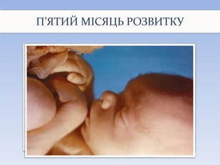 П’ЯТИЙ МІСЯЦЬ РОЗВИТКУ
 