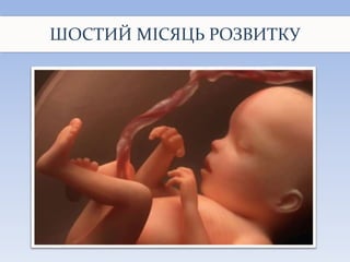 ШОСТИЙ МІСЯЦЬ РОЗВИТКУ
 