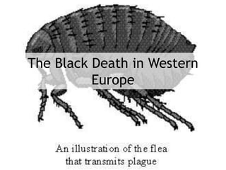 The Black Death in Western 
Europe 
 