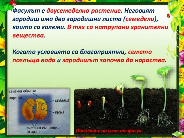 23. Развитие на растенията, ЧП, 4 клас, Булвест