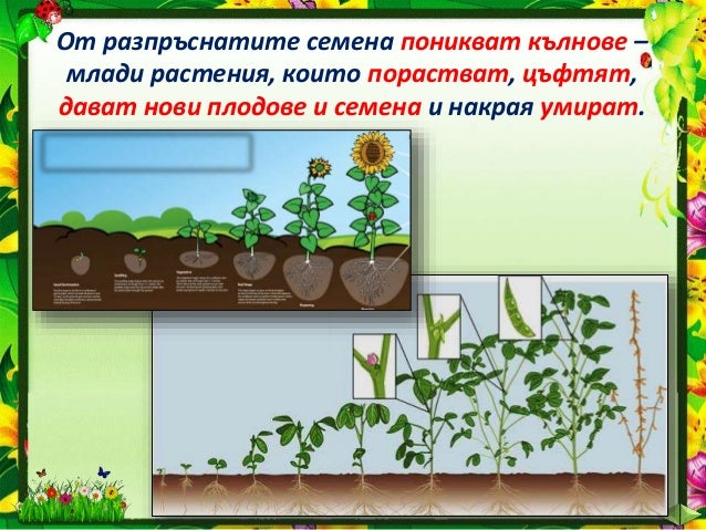 23. Развитие на растенията, ЧП, 4 клас, Булвест