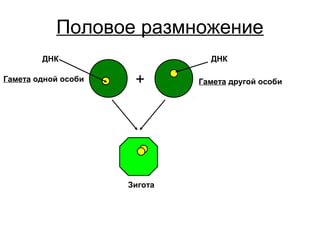 Половое размножение
Гамета одной особи Гамета другой особи+
ДНК ДНК
Зигота
 