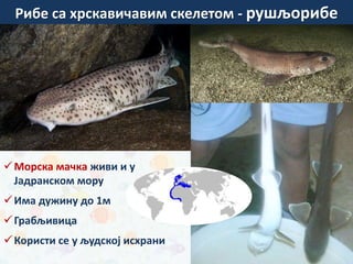 Рибе са хрскавичавим скелетом - рушљорибе
Морска мачка живи и у
Јадранском мору
Има дужину до 1м
Грабљивица
Користи се у људској исхрани
зуб беле ајкуле
 