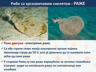 Раже дрхтуље –електричне раже.
Са обе стране главе имају електричне органе којима
производе струју до 50 V, што је довољно да се ошамути плен
већи од саме раже
У стариом Риму су ове раже коришћене за лечење главобоље
и реуме- људи су наслањали ражу на слепоочнице или
зглобове
зуб беле ајкуле
Рибе са хрскавичавим скелетом - РАЖЕ
 