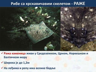 Ража каменица живи у Средоземном, Црном, Норвешком и
Балтичком мору
Широка је до 1,2м
На леђима и репу има велике бодље
зуб беле ајкуле
Рибе са хрскавичавим скелетом - РАЖЕ
 
