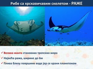 Велика манта становник тропских мора
Највећа ража, ширине до 6м
Плива близу површине воде јер се храни планктоном
зуб беле ајкуле
Рибе са хрскавичавим скелетом - РАЖЕ
 