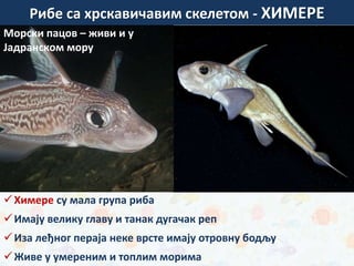 Химере су мала група риба
Имају велику главу и танак дугачак реп
Иза леђног пераја неке врсте имају отровну бодљу
Живе у умереним и топлим морима
зуб беле ајкулеМорски пацов – живи и у
Јадранском мору
Рибе са хрскавичавим скелетом - ХИМЕРЕ
 