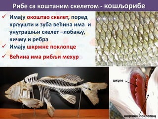 Рибе са коштаним скелетом - кошљорибе
 Имају окоштао скелет, поред
крљушти и зуба већина има и
унутрашњи скелет –лобању,
кичму и ребра
 Имају шкржне поклопце
 Већина има рибљи мехур
шкржни поклопац
шкрге
 