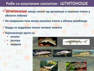 Штитоноше имају скелет од хрскавице и коштане плоче у
области лобање
На површини тела имају коштане плоче у облику ромбоида
Хорда се задржава током читавог живота
Најпознатије врсте су:
• кечига
• јесетра
• моруна
зуб беле ајкуле
Рибе са коштаним скелетом - ШТИТОНОШЕ
 