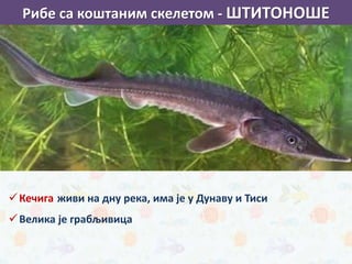 Кечига живи на дну река, има је у Дунаву и Тиси
Велика је грабљивица
зуб беле ајкуле
Рибе са коштаним скелетом - ШТИТОНОШЕ
 