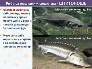  Јесетра и моруна су
рибе селице, живе у
морима а у време
мреста улазе у реке и
пливају узводно да
би положиле јаја
 Месо ових риба
користи се у исхрани,
а од њихових јаја
припрема се кавијар
Јесетра – величина до 6м
Моруна – величина до 9м
Рибе са коштаним скелетом - ШТИТОНОШЕ
 