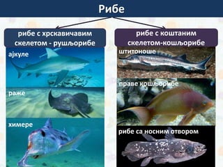 Рибе
рибе с хрскавичавим
скелетом - рушљорибе
рибе с коштаним
скелетом-кошљорибе
ајкуле
раже
химере
штитоноше
праве кошљорибе
рибе са носним отвором
 