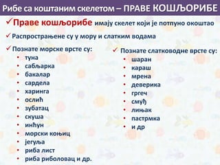 Праве кошљорибе имају скелет који је потпуно окоштао
Распрострањене су у мору и слатким водама
 Познате слатководне врсте су:
• шаран
• караш
• мрена
• деверика
• гргеч
• смуђ
• лињак
• пастрмка
• и др
Познате морске врсте су:
• туна
• сабљарка
• бакалар
• сардела
• харинга
• ослић
• зубатац
• скуша
• инћун
• морски коњиц
• јегуља
• риба лист
• риба риболовац и др.
Рибе са коштаним скелетом – ПРАВЕ КОШЉОРИБЕ
 