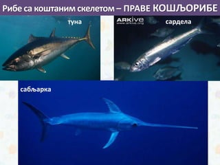 туна
сабљарка
сардела
Рибе са коштаним скелетом – ПРАВЕ КОШЉОРИБЕ
 