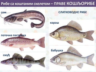 бабушка
караш
поточна пастрмка
сом
смуђ
СЛАТКОВОДНЕ РИБЕ
Рибе са коштаним скелетом – ПРАВЕ КОШЉОРИБЕ
 