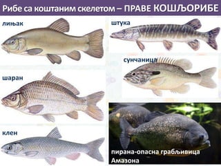 лињак
шаран
клен
пирана-опасна грабљивица
Амазона
сунчаница
штука
Рибе са коштаним скелетом – ПРАВЕ КОШЉОРИБЕ
 