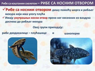 Рибе са носним отвором дишу помоћу шкрга и рибљег
мехура који има улогу плућа
Имају унутрашњи носни отвор преко ког кисеоник из ваздуха
доспева до рибљег мехура
Рибесакоштанимскелетом– РИБЕ СА НОСНИМ ОТВОРОМ
Овој групи припадају:
рибе дводихалице – плућашице и шакоперке
 