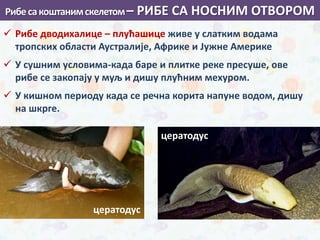Рибесакоштанимскелетом– РИБЕ СА НОСНИМ ОТВОРОМ
 Рибе дводихалице – плућашице живе у слатким водама
тропских области Аустралије, Африке и Јужне Америке
 У сушним условима-када баре и плитке реке пресуше, ове
рибе се закопају у муљ и дишу плућним мехуром.
 У кишном периоду када се речна корита напуне водом, дишу
на шкрге.
цератодус
цератодус
 