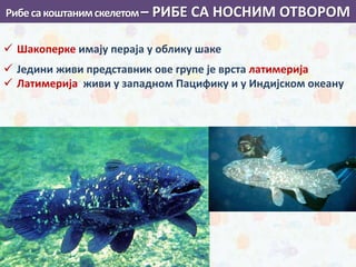 Рибесакоштанимскелетом– РИБЕ СА НОСНИМ ОТВОРОМ
 Шакоперке имају пераја у облику шаке
 Једини живи представник ове групе је врста латимерија
 Латимерија живи у западном Пацифику и у Индијском океану
 