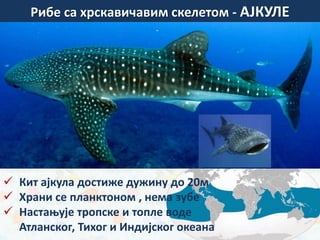 Рибе са хрскавичавим скелетом - АЈКУЛЕ
 Кит ајкула достиже дужину до 20м
 Храни се планктоном , нема зубе
 Настањује тропске и топле воде
Атланског, Тихог и Индијског океана
 