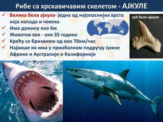  Велика бела ајкула- једна од најопаснијих врста
која напада и човека
 Има дужину око 6м
 Животни век - око 35 година
 Крећу се бризином од око 70км/час
 Највише их има у приобалном подручју Јужне
Африке и Аустралије и Калифорније
зуб беле ајкуле
Рибе са хрскавичавим скелетом - АЈКУЛЕ
 