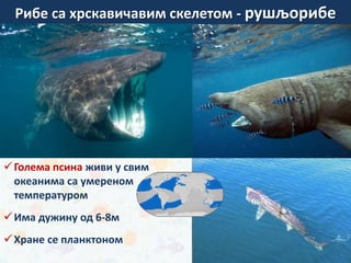 Рибе са хрскавичавим скелетом - рушљорибе
Голема псина живи у свим
океанима са умереном
температуром
Има дужину од 6-8м
Хране се планктоном
зуб беле ајкуле
 