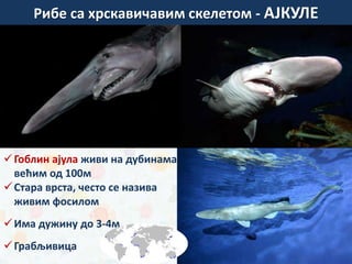 Гоблин ајула живи на дубинама
већим од 100м
Стара врста, често се назива
живим фосилом
Има дужину до 3-4м
Грабљивица
зуб беле ајкуле
Рибе са хрскавичавим скелетом - АЈКУЛЕ
 