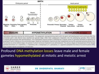 Profound DNA methylation losses leave male and female
gametes hypomethylated at mitotic and meiotic arrest
 