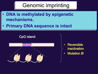 Genomic imprinting
• DNA is methylated by epigenetic
mechanisms.
• Primary DNA sequence is intact
CpG island
• Reversible
inactivation
• Mutation Ø
 