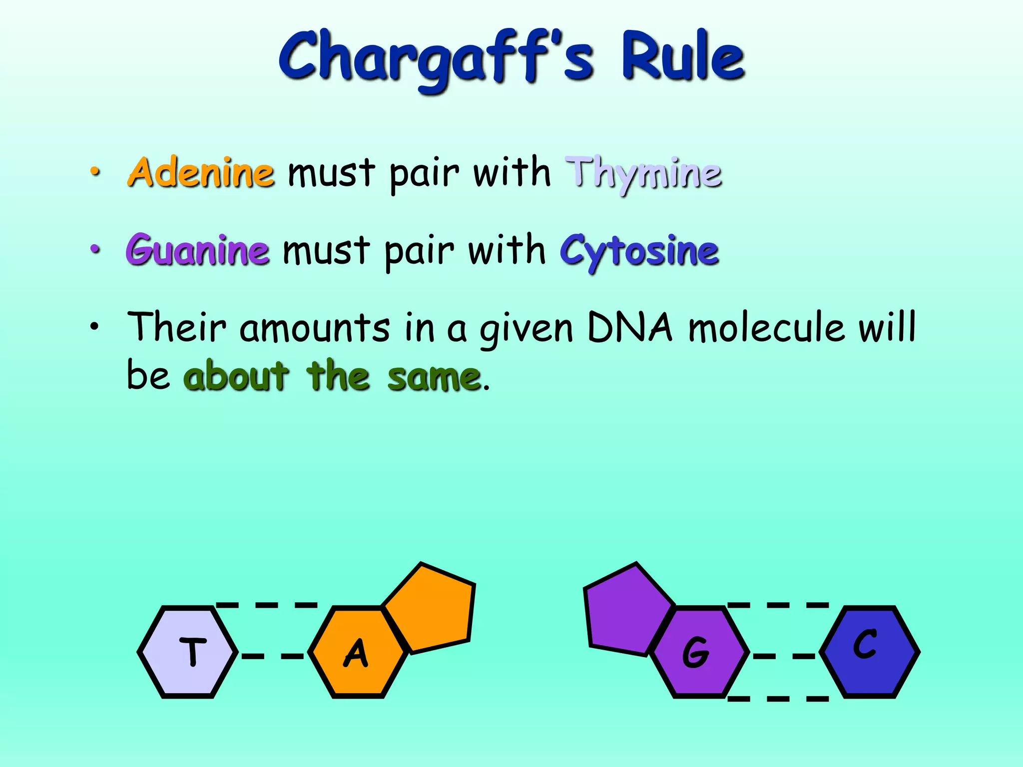 Chargaff’s Rule
• Adenine must pair with Thymine
• Guanine must pair with Cytosine
• Their amounts in a given DNA molecule will
be about the same.
G CT A
 