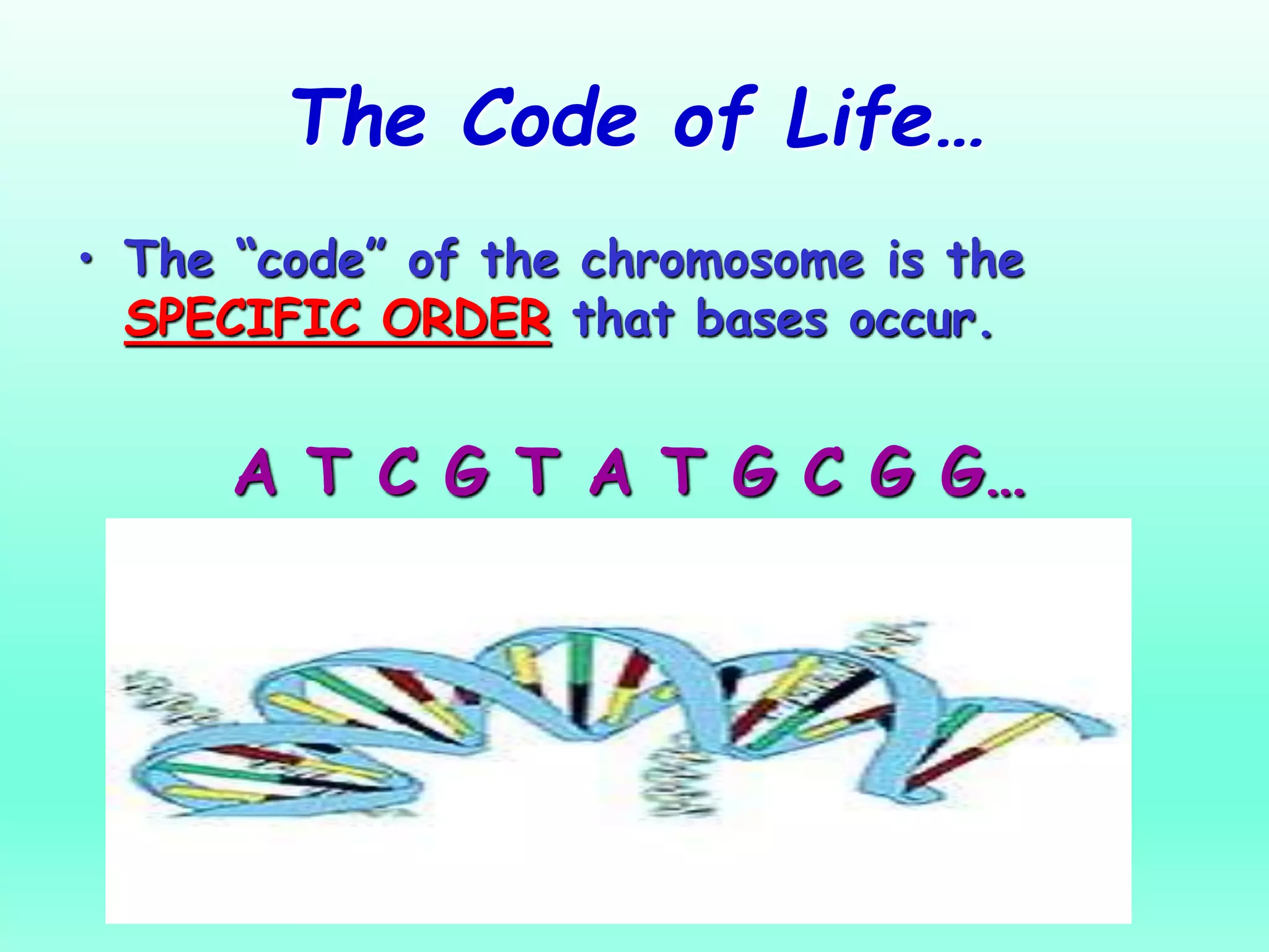The Code of Life…
• The “code” of the chromosome is the
SPECIFIC ORDER that bases occur.
A T C G T A T G C G G…
 