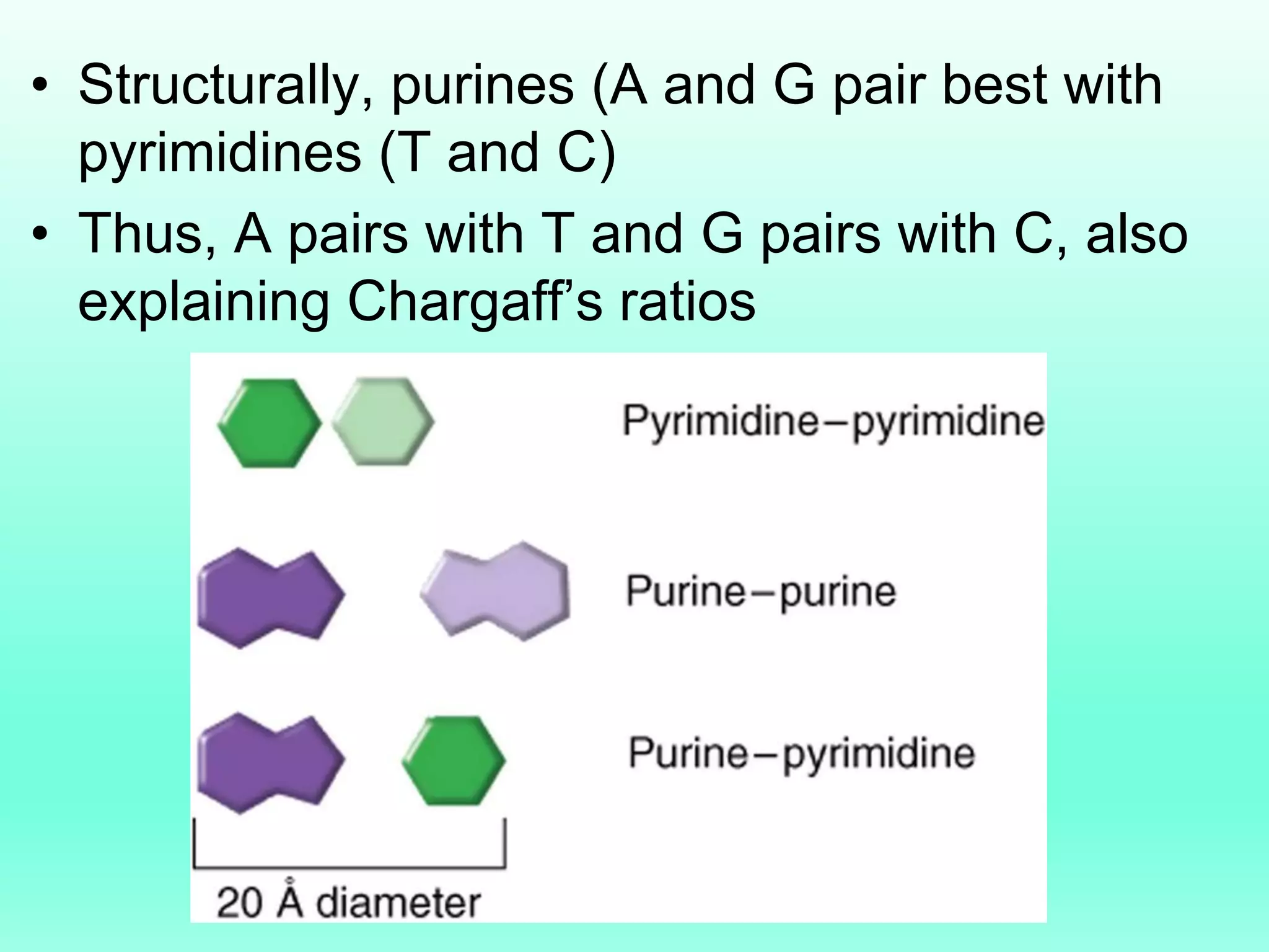 • Structurally, purines (A and G pair best with
pyrimidines (T and C)
• Thus, A pairs with T and G pairs with C, also
explaining Chargaff’s ratios
 