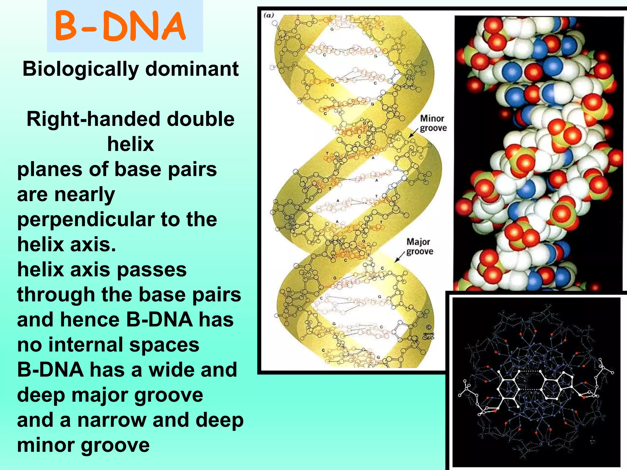 B-DNA
Biologically dominant
Right-handed double
helix
planes of base pairs
are nearly
perpendicular to the
helix axis.
helix axis passes
through the base pairs
and hence B-DNA has
no internal spaces
B-DNA has a wide and
deep major groove
and a narrow and deep
minor groove
 