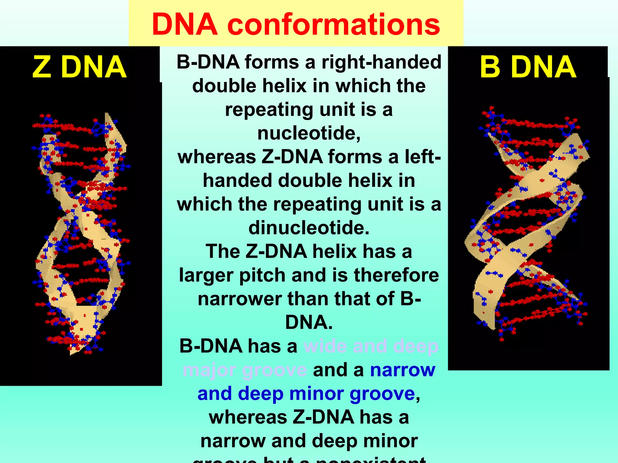 DNA conformations
B-DNA forms a right-handed
double helix in which the
repeating unit is a
nucleotide,
whereas Z-DNA forms a left-
handed double helix in
which the repeating unit is a
dinucleotide.
The Z-DNA helix has a
larger pitch and is therefore
narrower than that of B-
DNA.
B-DNA has a wide and deep
major groove and a narrow
and deep minor groove,
whereas Z-DNA has a
narrow and deep minor
B DNAZ DNA
 
