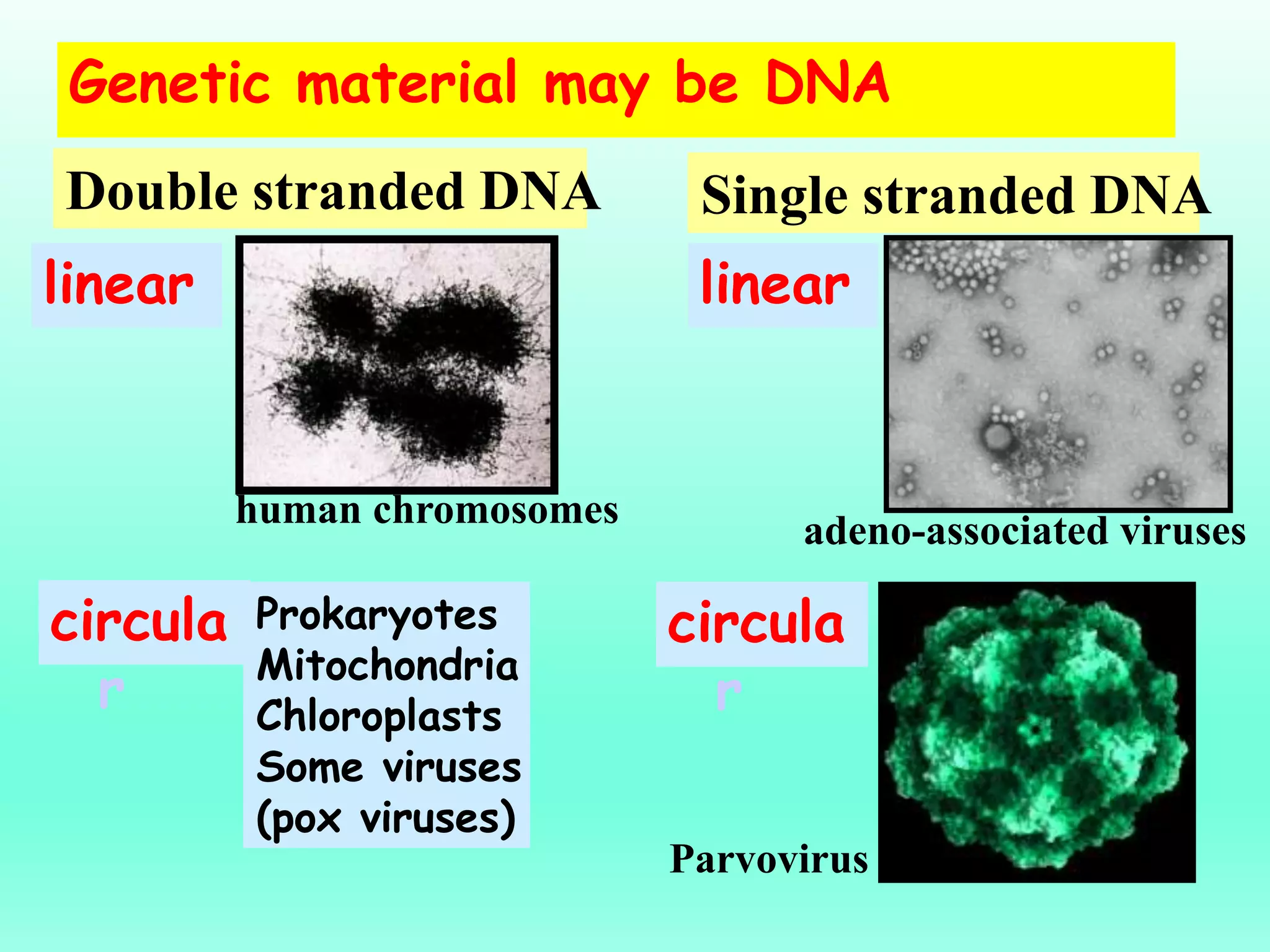 linear
human chromosomes
Double stranded DNA
Genetic material may be DNA
Single stranded DNA
circula
r
linear
circula
r
Prokaryotes
Mitochondria
Chloroplasts
Some viruses
(pox viruses)
Parvovirus
adeno-associated viruses
 