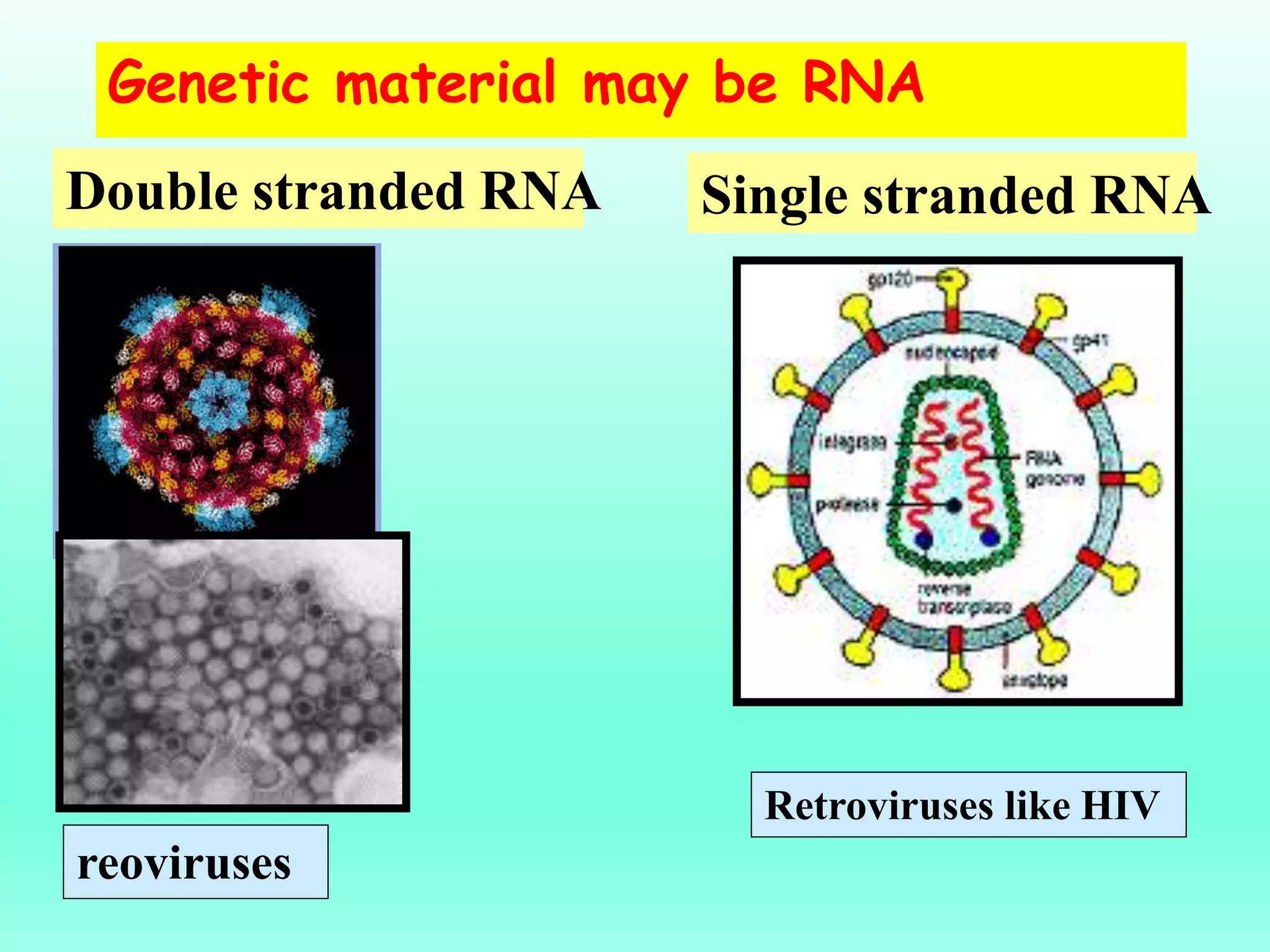 reoviruses
Double stranded RNA
Genetic material may be RNA
Single stranded RNA
Retroviruses like HIV
 