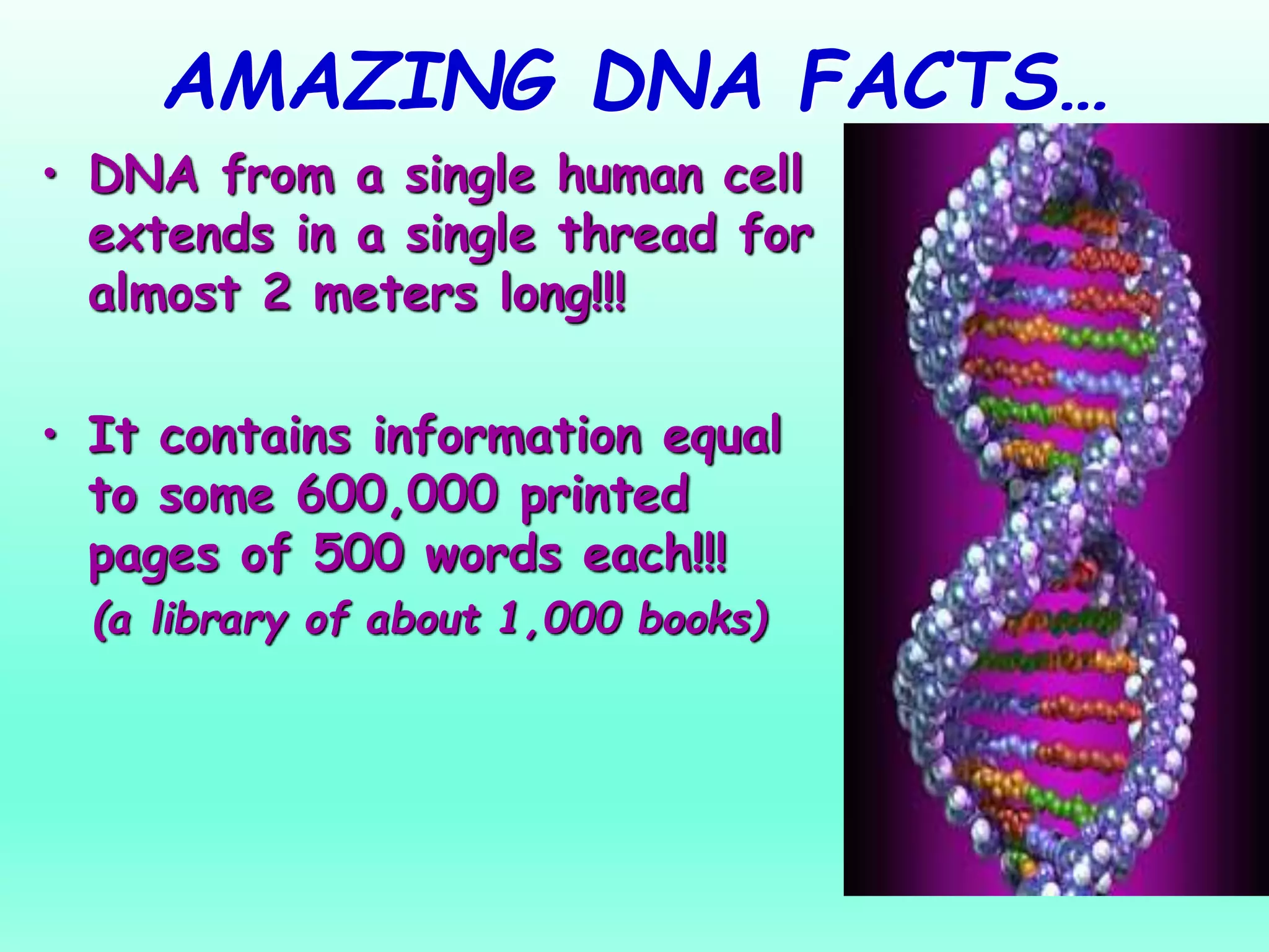 AMAZING DNA FACTS…
• DNA from a single human cell
extends in a single thread for
almost 2 meters long!!!
• It contains information equal
to some 600,000 printed
pages of 500 words each!!!
(a library of about 1,000 books)
 