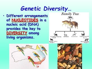 Genetic Diversity…
• Different arrangements
of NUCLEOTIDES in a
nucleic acid (DNA)
provides the key to
DIVERSITY among
liv...