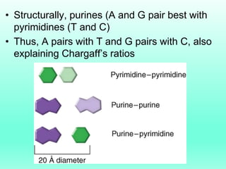 • Structurally, purines (A and G pair best with
pyrimidines (T and C)
• Thus, A pairs with T and G pairs with C, also
expl...