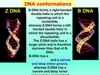 DNA conformations
B-DNA forms a right-handed
double helix in which the
repeating unit is a
nucleotide,
whereas Z-DNA forms...