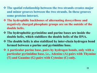  The spatial relationship between the two strands creates major
and minor grooves between the two strands. In these groov...