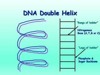 DNA Double Helix
Nitrogenous
Base (A,T,G or C)
“Rungs of ladder”
“Legs of ladder”
Phosphate &
Sugar Backbone
 