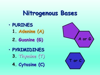 Nitrogenous Bases
• PURINES
1. Adenine (A)
2. Guanine (G)
• PYRIMIDINES
3. Thymine (T)
4. Cytosine (C)
T or C
A or G
 