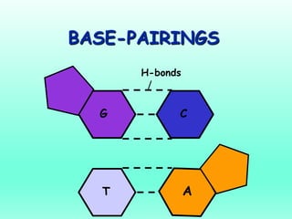 BASE-PAIRINGS
CG
H-bonds
T A
 